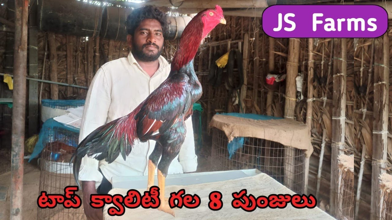 JS Farms Nellore||8 పుంజులు అమ్మబడును||8143504691||Too Top Quality||#StarAseelTV..!