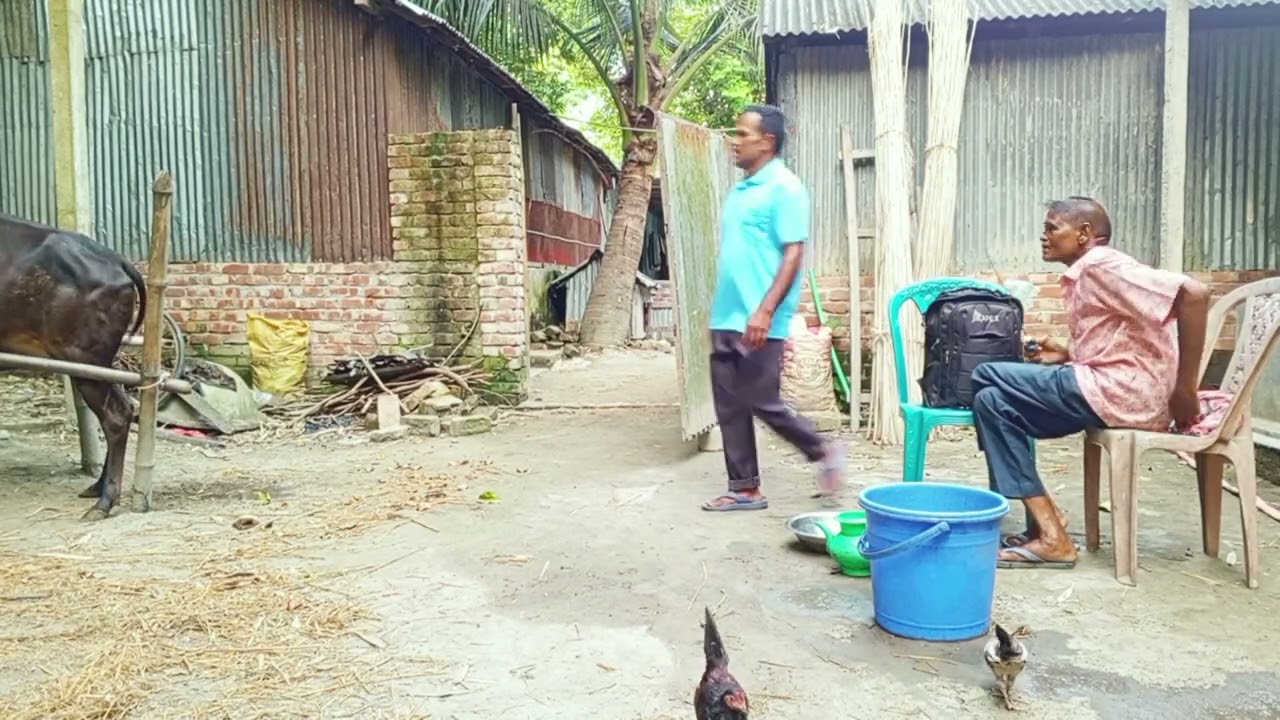 আলহামদুলিল্লাহ ১ মাস ৭ দিনে চারটা গাভীকে কৃত্রিম প্রজনন করালাম🐄🐄