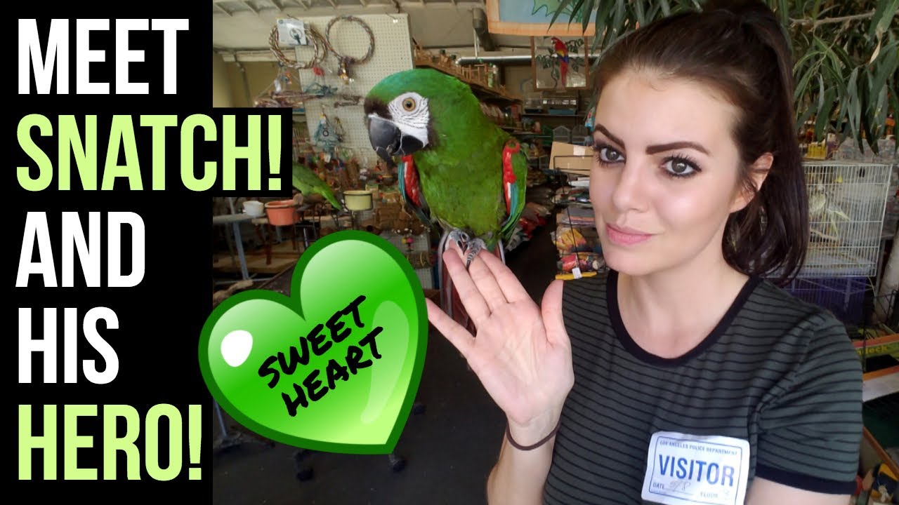 Meet The Macaw and Hero From The Parrot Robbery Video | BIRD BANDIT UPDATE | PART 2