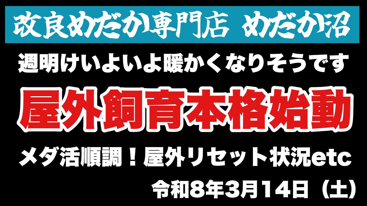 【めだか】いよいよ週明けから暖かくなりますよ〜楽しみな屋外メダ活…2026.3.14