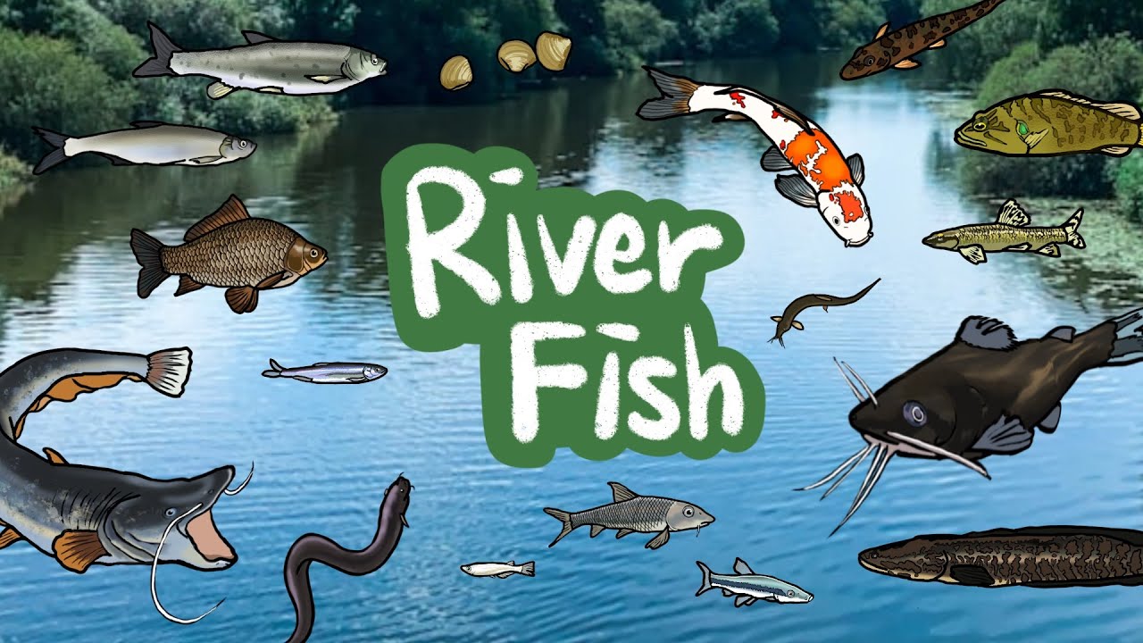 River Fish | What kind of fish lives under the River ? | Freshwater fish | Kids Draw