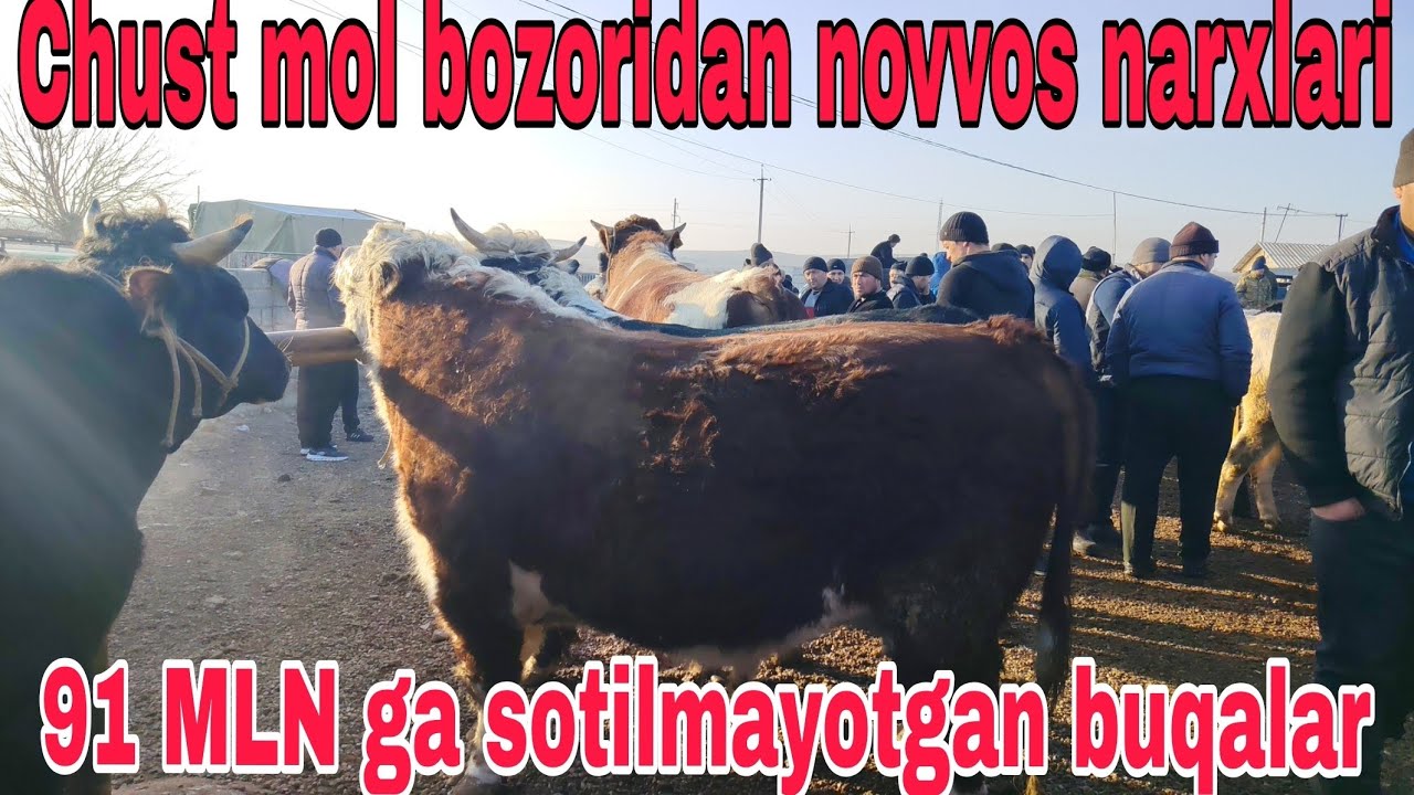 Chust mol bozoridan Novvos narxlari 01.02.2026
