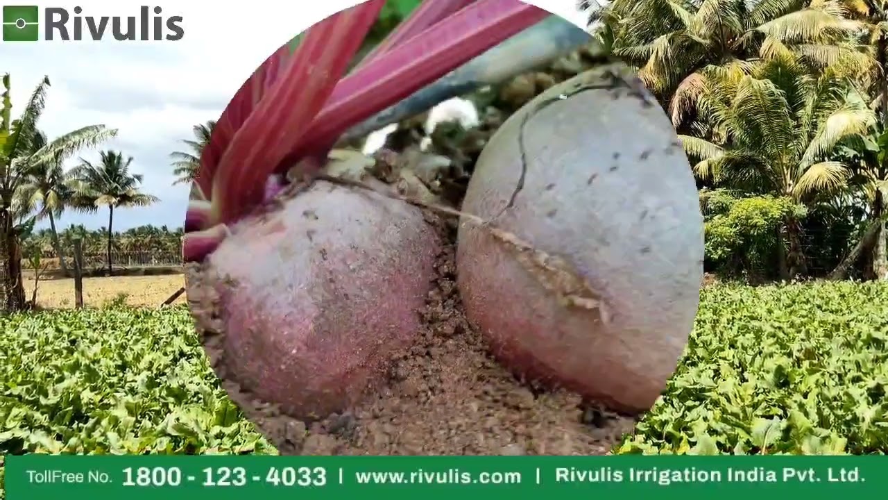 Beetroot cultivation with Rivulis Drip irrigation,  at Theni..