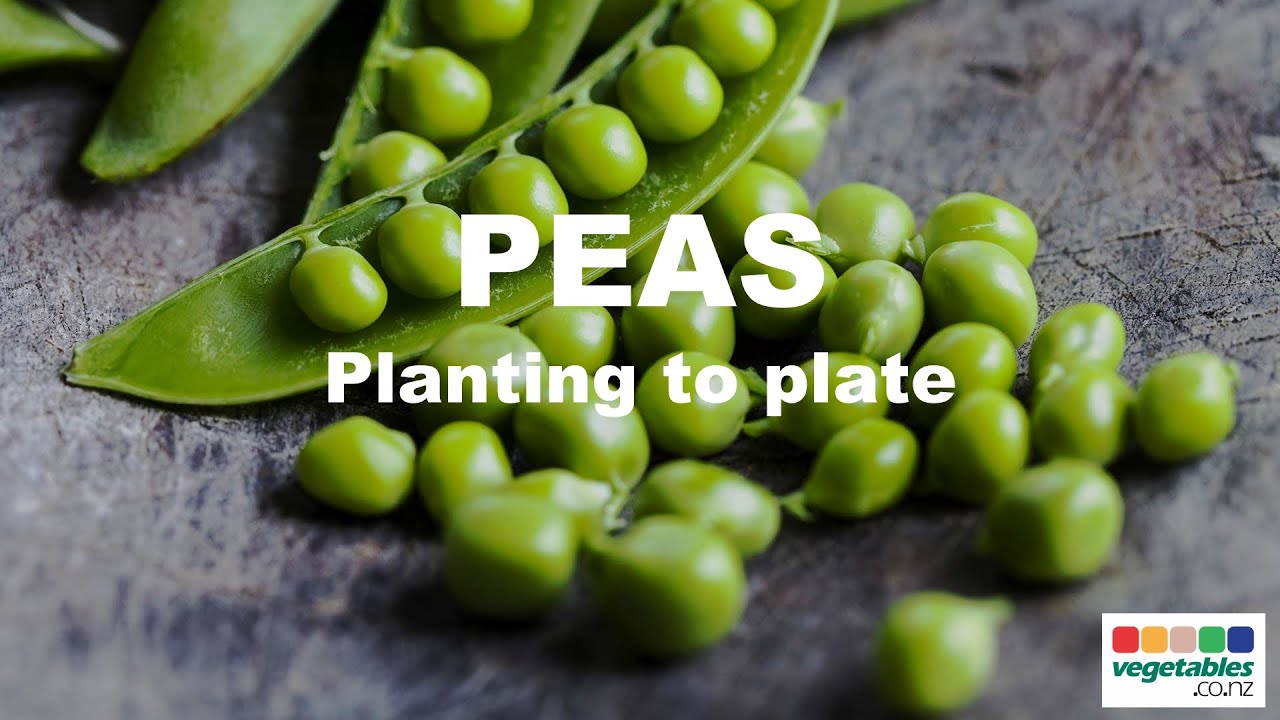 Planting to Plate - Peas