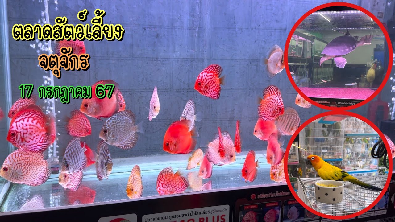 Zing’s Day l ตะลุยสัตว์เลี้ยงจตุจักร 17 กรกฎาคม 67 (Ep.264)