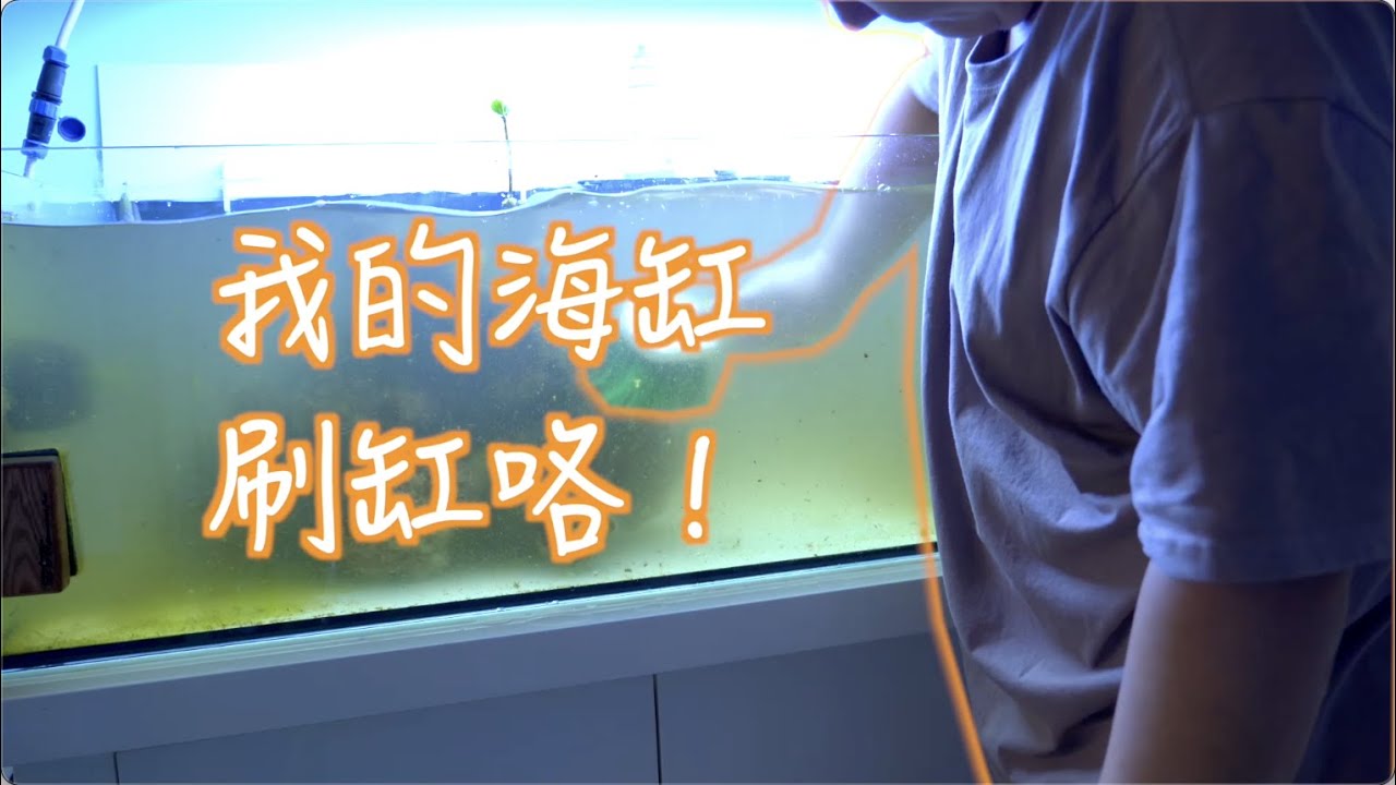 海缸教科书  第六课 reeftank海缸爆藻结束之后，如何清理鱼缸呢？