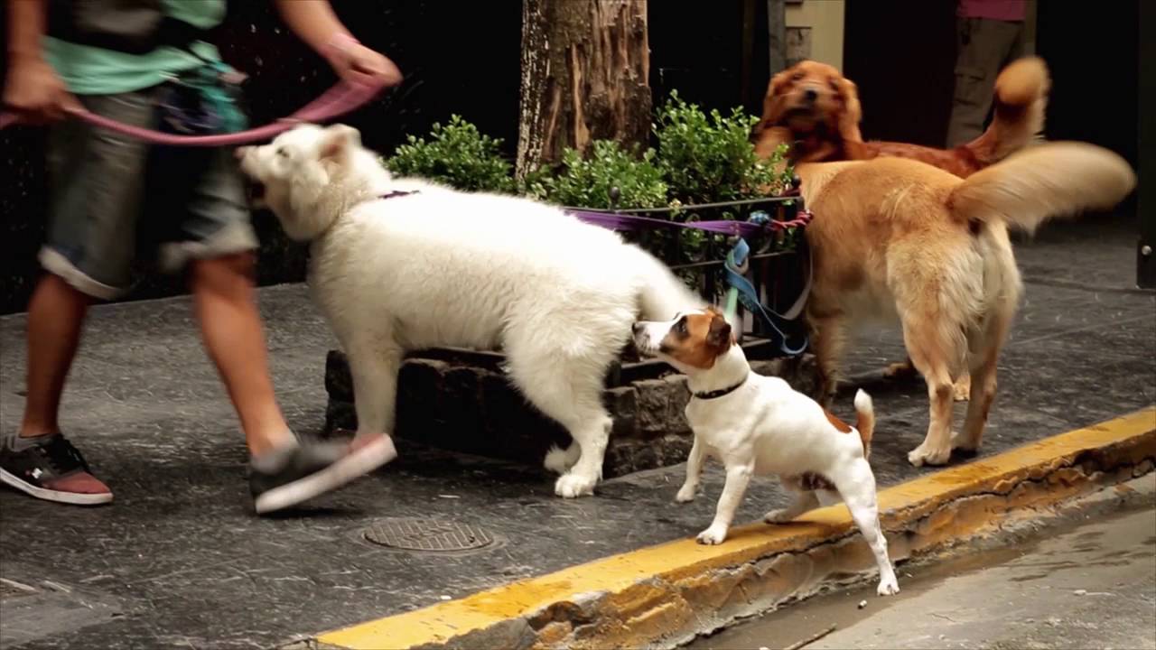 Episodio 4: “Límites y Disciplinas” | El paseador de perros | Animal Planet Latinoamérica
