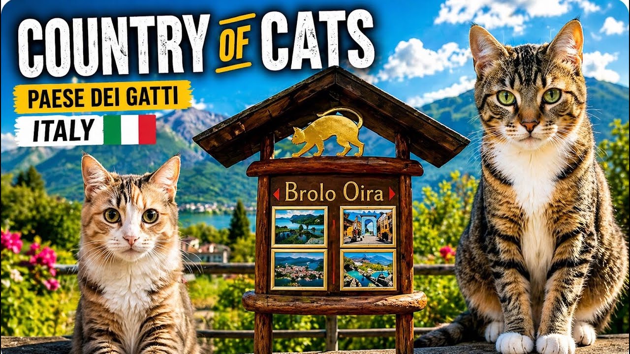 Discover Brolo: Where Cats Rule the Italian Streets in 4k 🐈🐈‍⬛😼