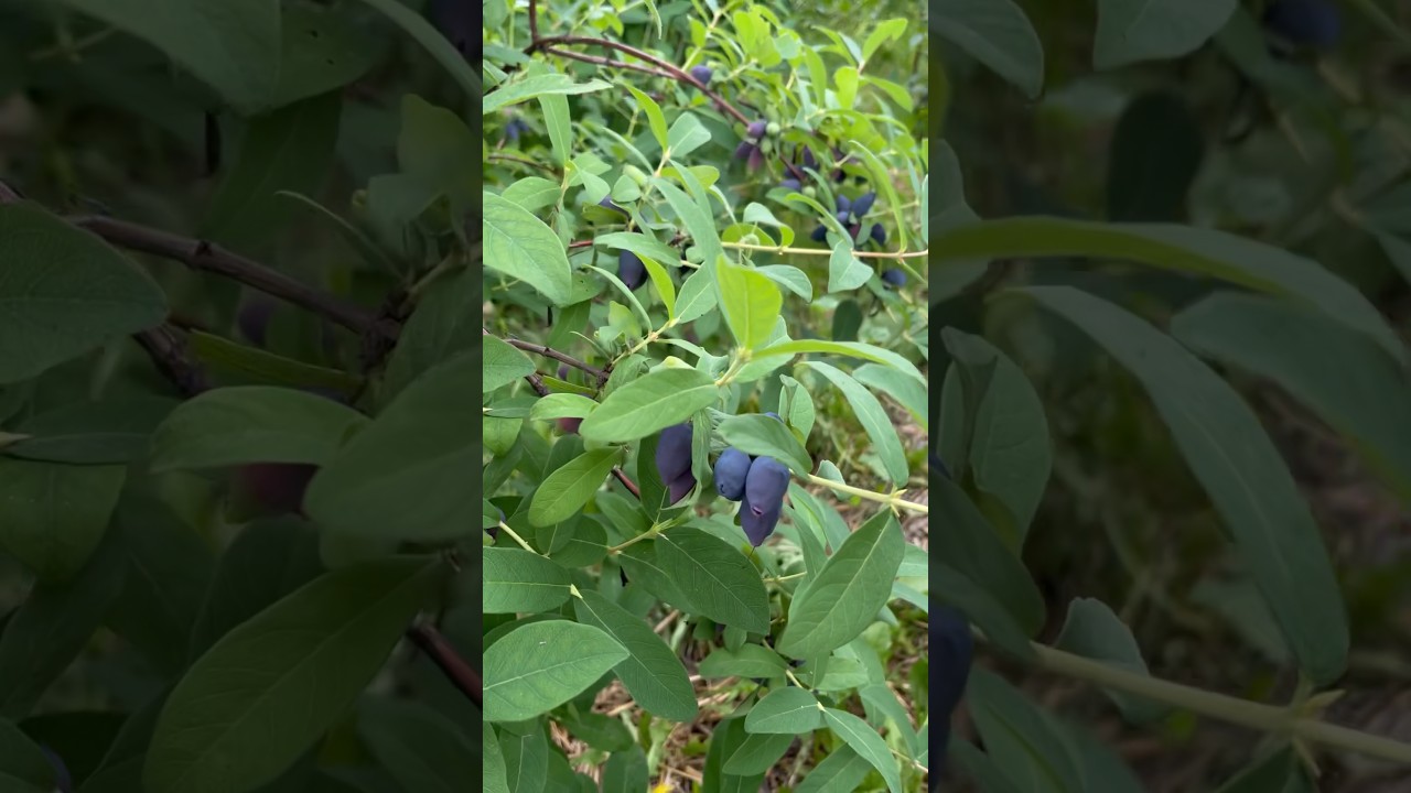 Our Haskaps Ripening😋-#haskap #haskaps #haskapberry #haskapberries #honeyberries #honeyberry #fruit