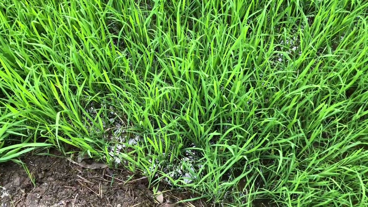 Đi bắt cá thấy hiện tượng lạ quá 