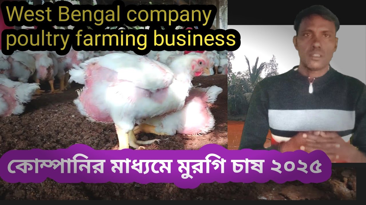 কোম্পানির মাধ্যমে মুরগি চাষ 2025।। Company' poultry farm।। West Bengal poultry farming business ।