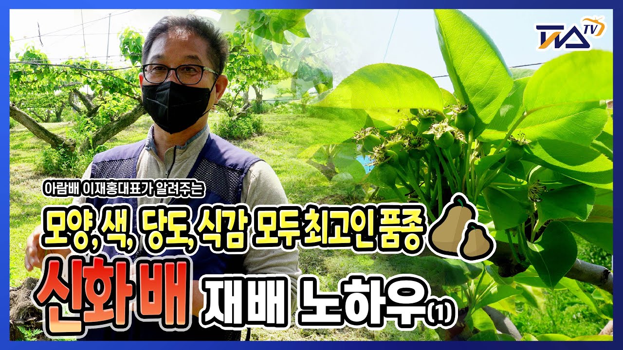 모양,당도,색,식감 빠지는게 없는 배 '신화배' 재배 노하우 l 신화배나무 키우기 l 배키우기 l 배나무키우기 l 배신품종 l 신품종 l 신화배품종 l 신화품종키우기 l 피스TV