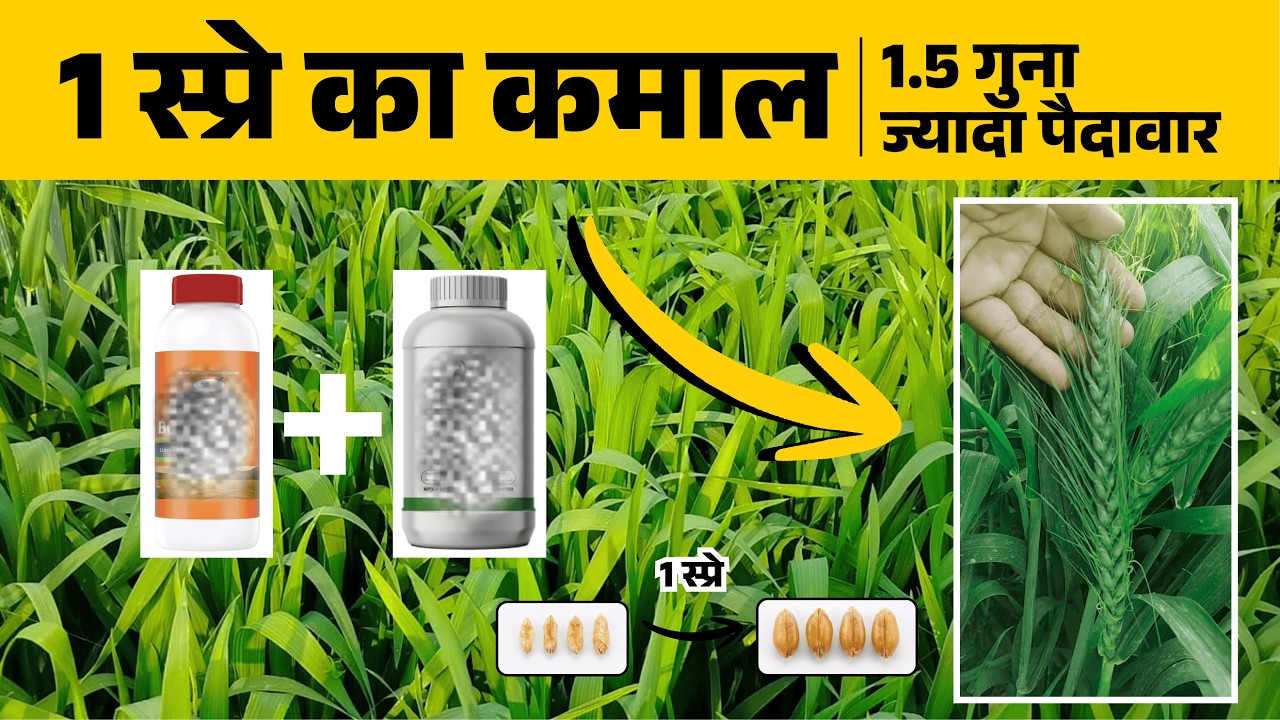 गेहूं में ज्यादा पैदावार के लिए 60–90 दिन पर क्या करें? | मोटे दाने और भारी बाली का राज