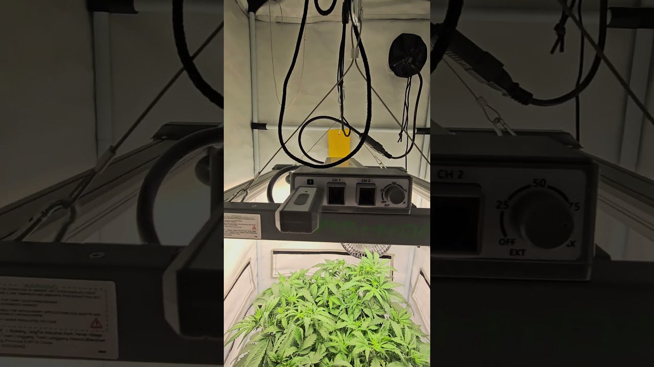 Die beste LED Grow Lampe für 3 Pflanzen? Beste Preis/Leistung - Mars Hydro FC1500-EVO💚