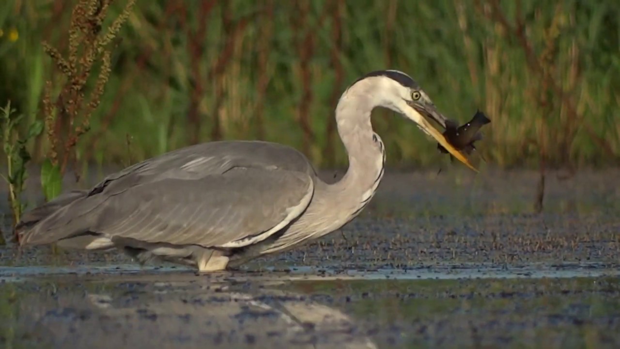 Blauwe reiger vangt een vis (en daarna nog &eacute;&eacute;n)