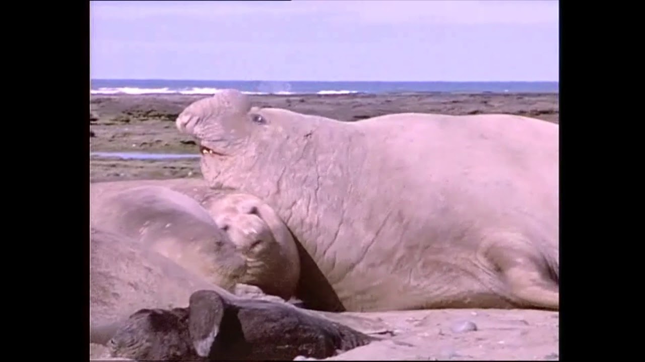 Alfabeto Animal Part 3/5 (1998)