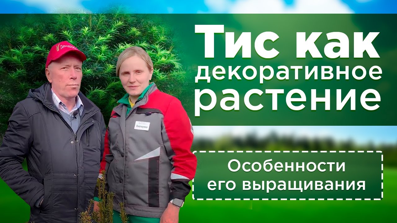 Тис как декоративное растение. Особенности выращивания тиса на участке