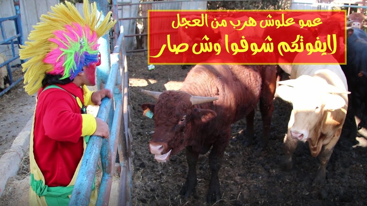 علوش ونيفو | يوم العيد 🐑🐑 شوفوا ليش هرب عمو علوش وايش عمل مع خروف العيد