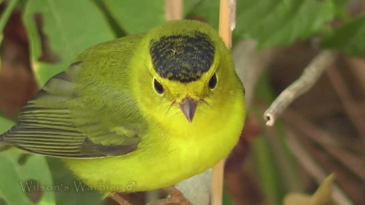 Warblers of Texas
