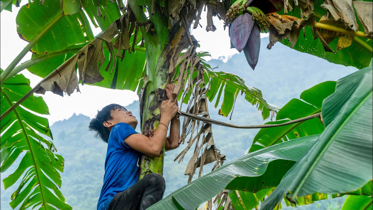 Orphan Boy: Journey to the Mountain for Banana Flowers and a Sudden Accident