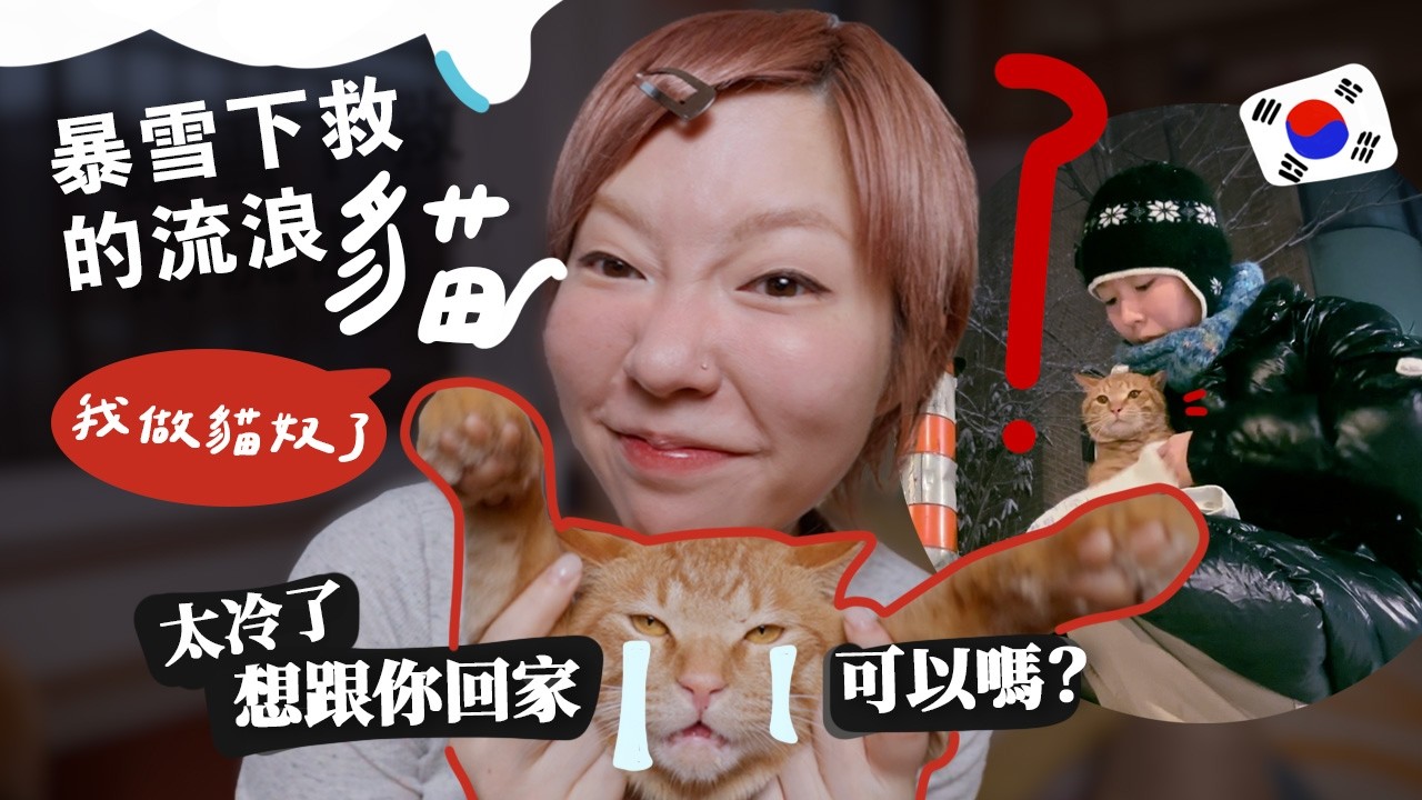 韓國暴雪夜遇流浪貓求救！自來貓遇選擇了我是緣份？(拯救紀錄) 3隻寵物安危....