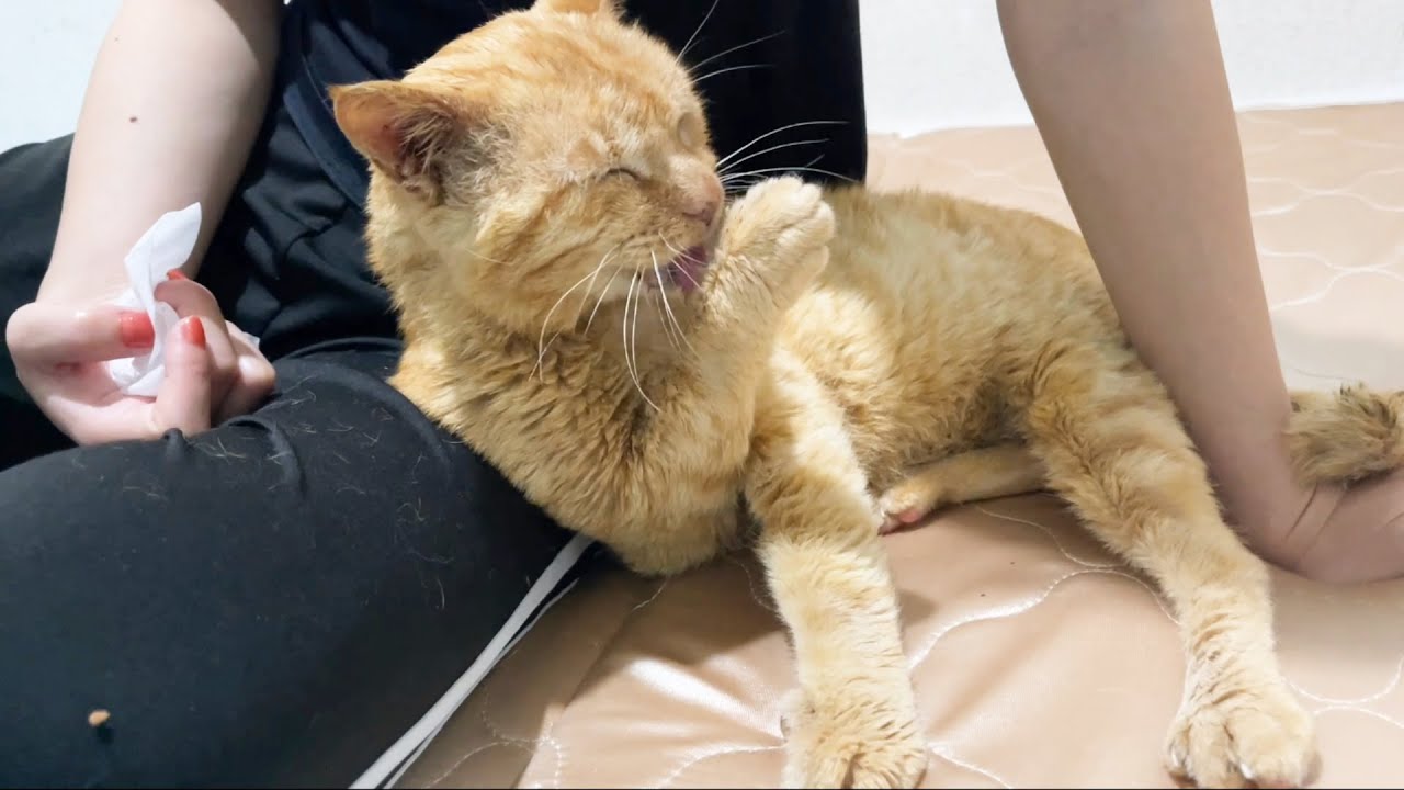 ママに寄り添いながら毛繕いできるようになりました【保護猫ライフ君】