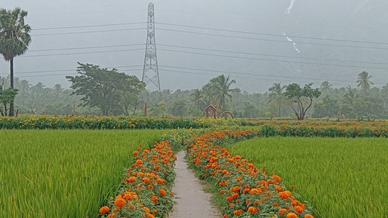 Kollengode. കൊല്ലങ്കോട് Nelliyambathy hills view #kollengode#palakkad#paddy#paddyfield#kerala 