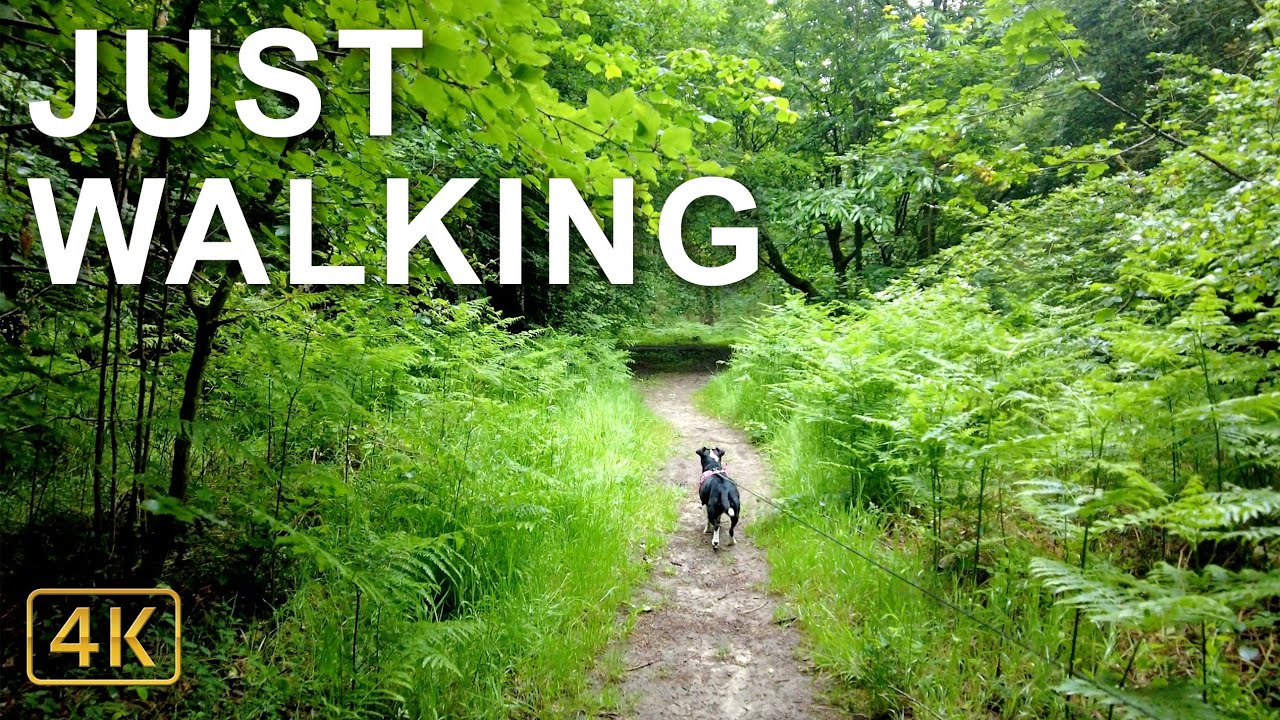 A Dog Walk In Longleat Forest | England in 4K
