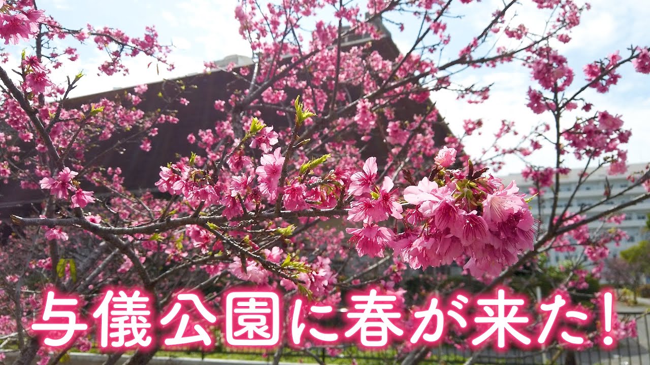 与儀公園に春が来た！　カンヒザクラが見頃に