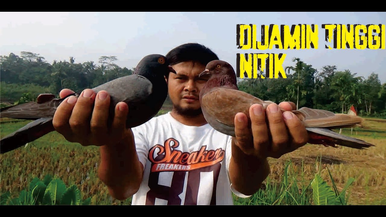 Merpati Rumah Terbang Tinggi Nitik💥💥💥