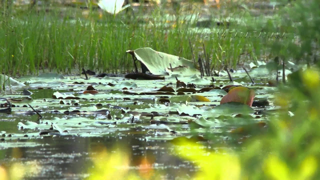 11 Black-bellied Whistling Duck babies - teamwork you won't believe - 4K