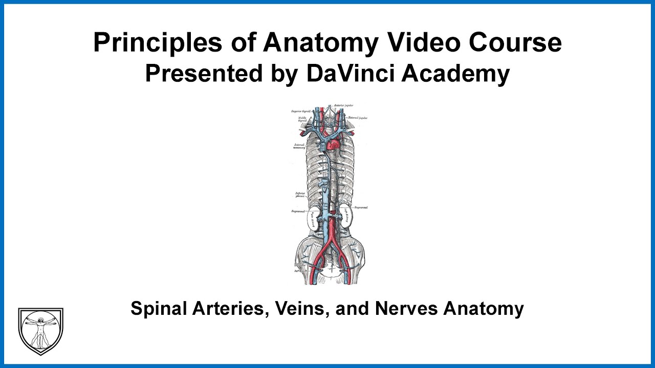 Spinal Arteries, Veins, and Nerves Anatomy [Spine Anatomy 4 of 6]