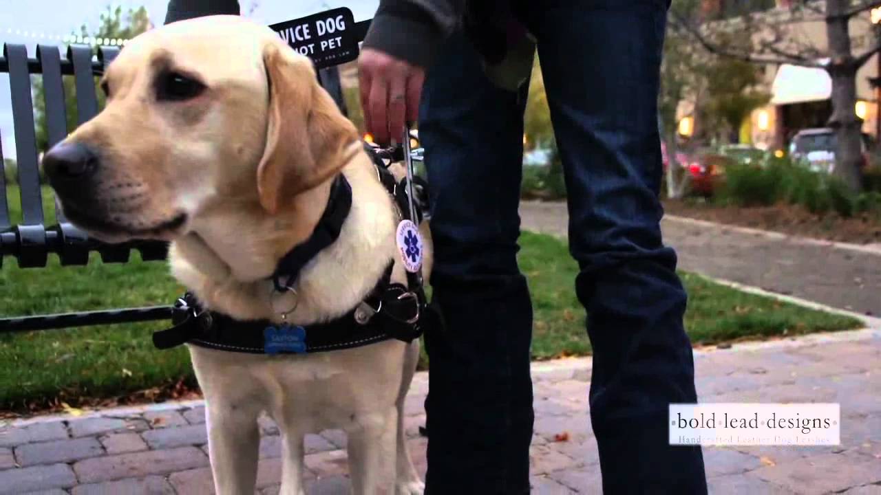 Bold Lead Designs' MOBILITY SUPPORT HARNESS for Service/Assistance Dogs