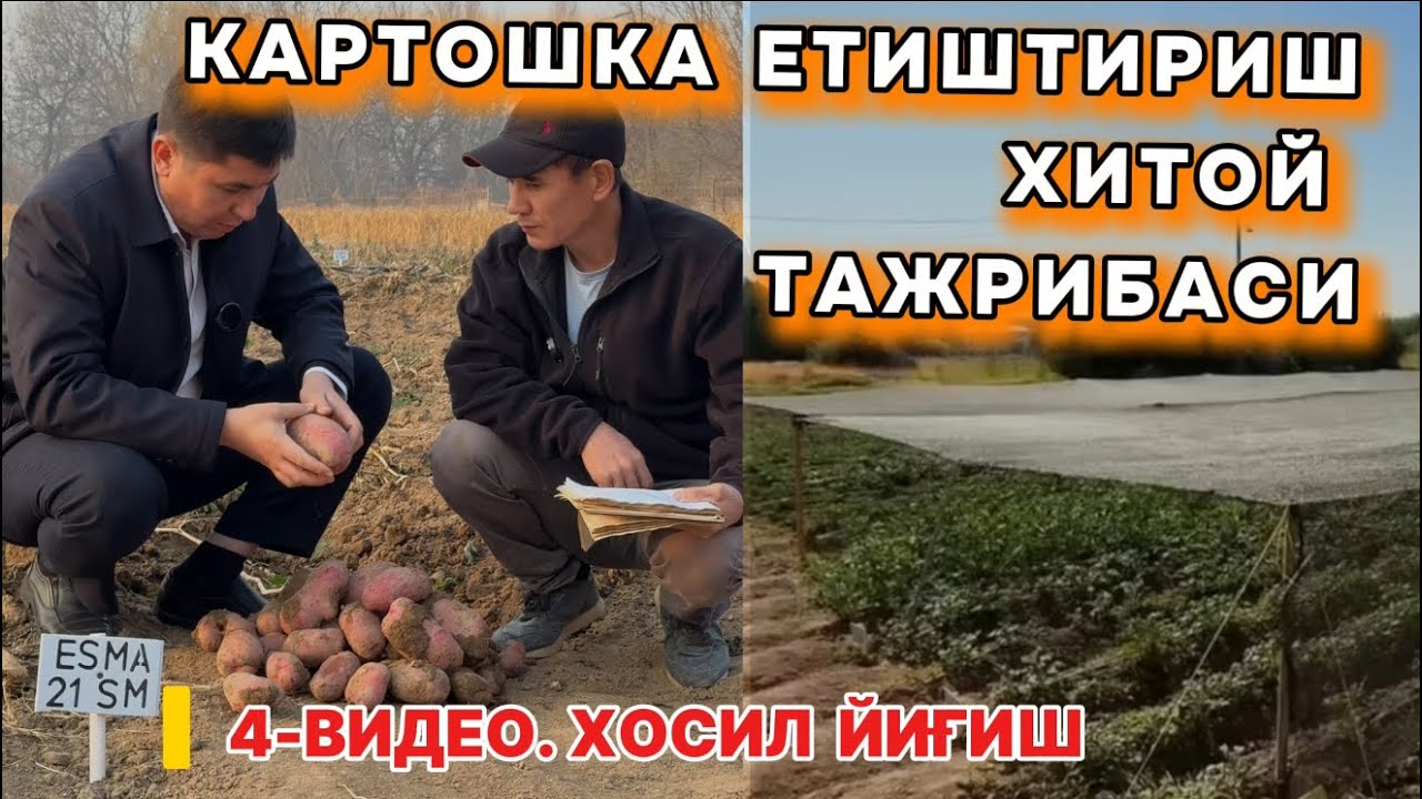 Хитой усулида экилган картошка пишди! 