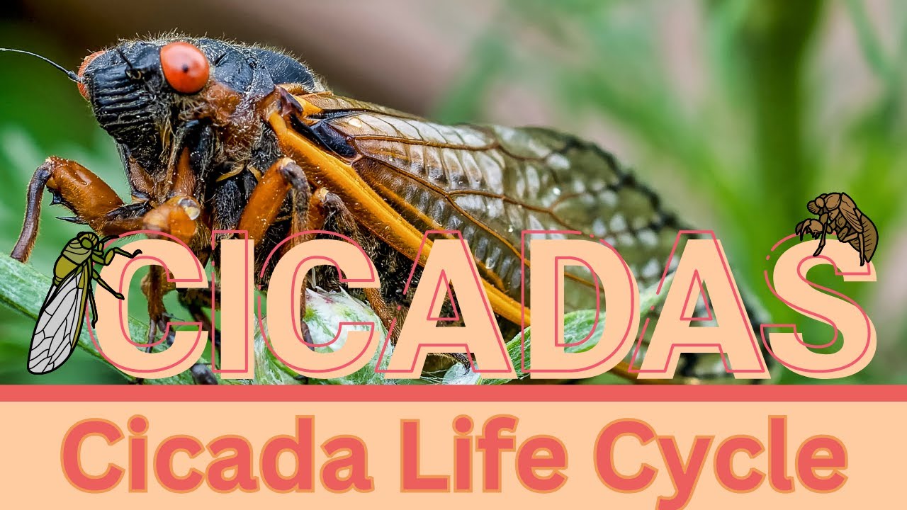 CICADAS || Life Cycle