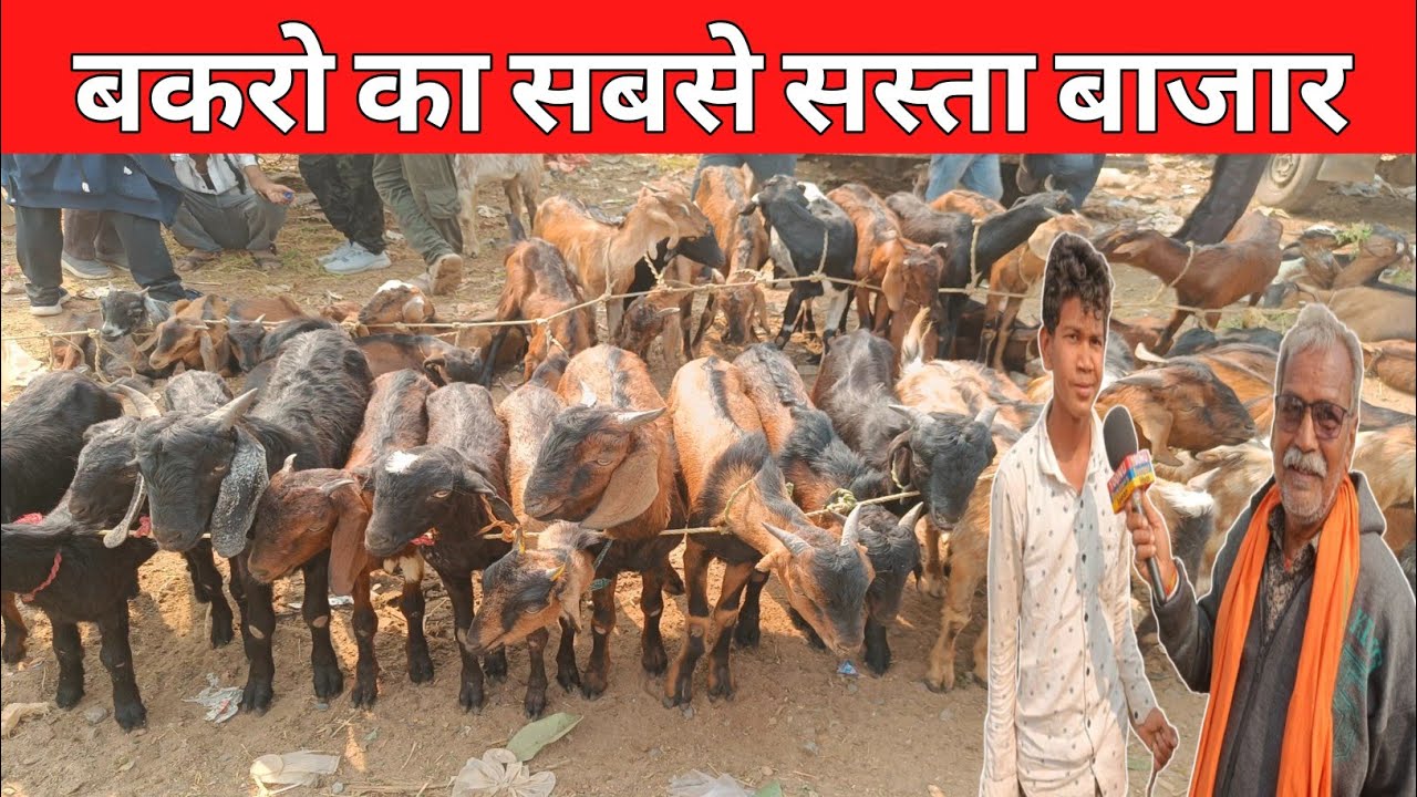 क्या आपने कभी ऐसा बाजार देखा है है बकरो का सबसे बकरा मंडी बिलासपुर बकरा मंडी छत्तीसगढ़ #bakaramandi 