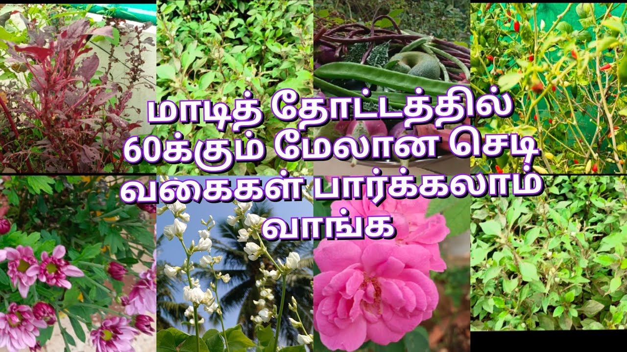 நவம்பரில் மாடித்தோட்டம் விசிட் 