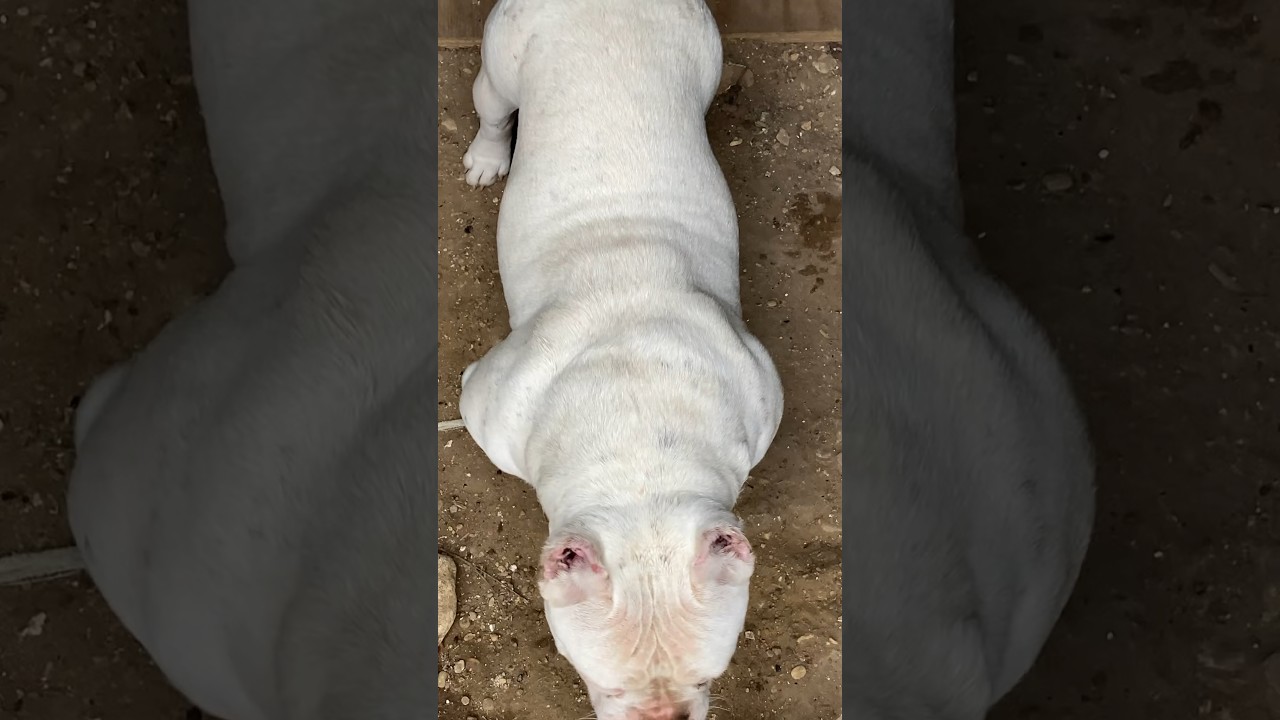 Micro Bully Monster‼️           #world #criadero #bullies #parati #microbully #bully #foryou #fypシ