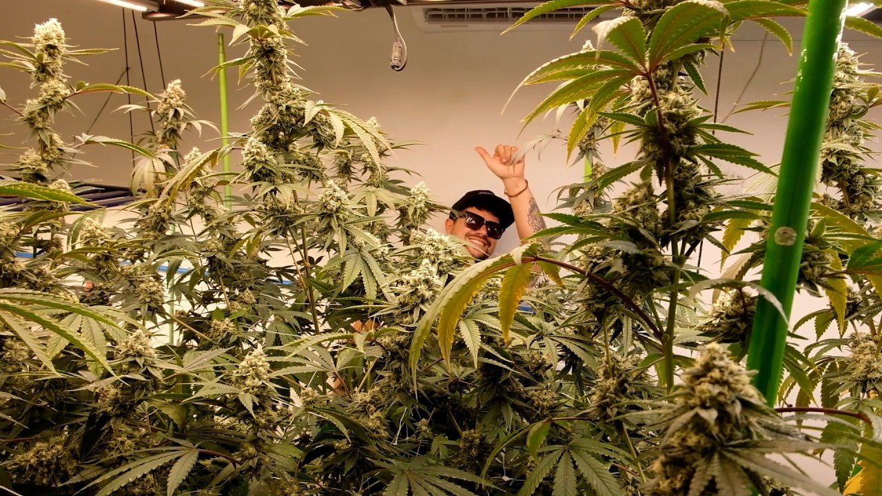 En la sala de Secret File Seeds: selecci&oacute;n de las mejores gen&eacute;ticas de cannabis