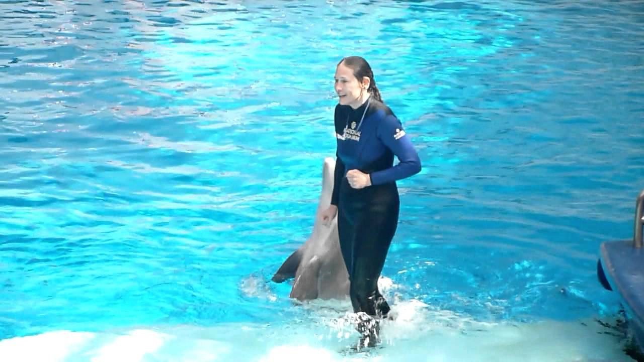 Dolphin Show - Baltimore National Aquarium