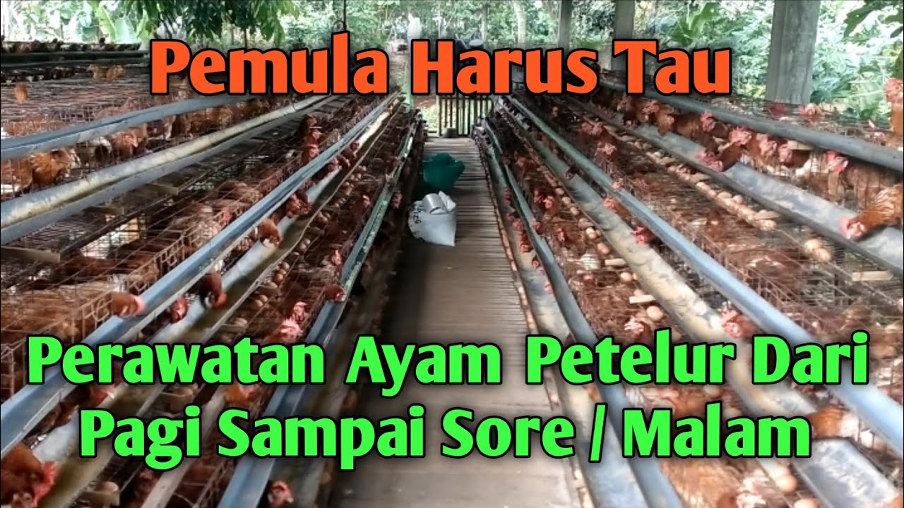 Perawatan Ayam Petelur Dari Pagi Sampai Sore / Malam