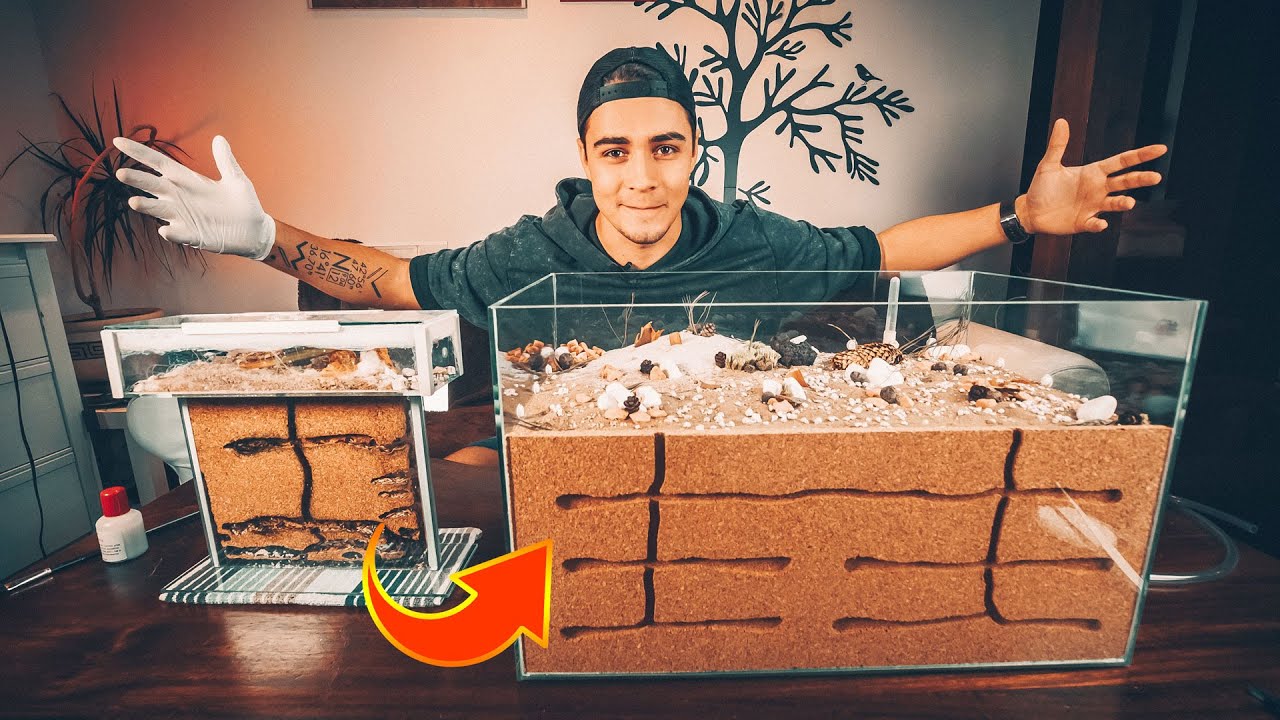 PRZEPROWADZKA MR&Oacute;WEK! 🐜 *4K MAKRO*