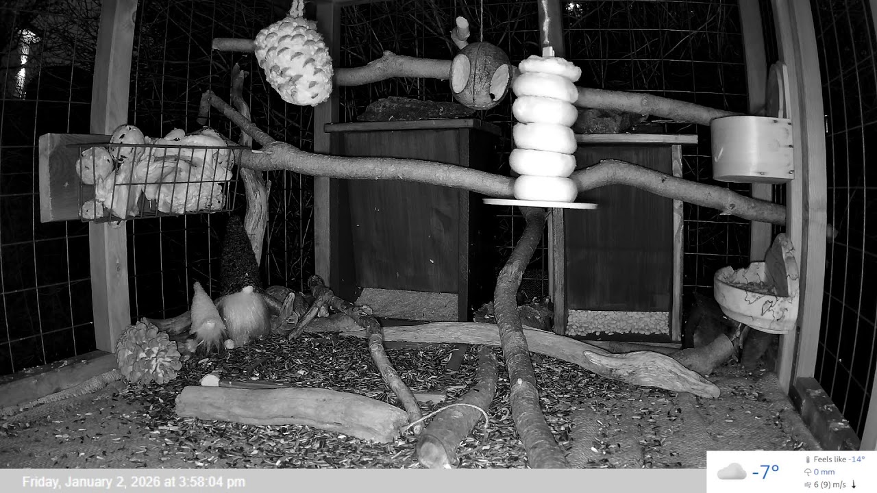 LIVE: Bird Feeder TV. Relaxing bird watching for you and your pet(s).