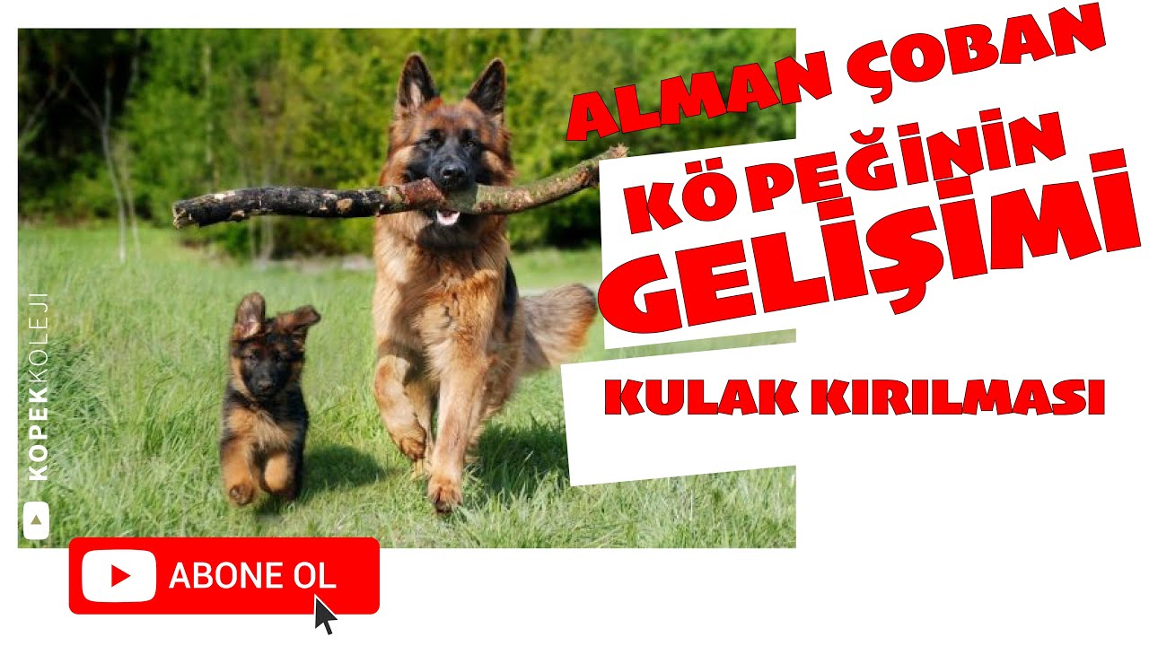Alman Çoban Köpeğinin Gelişimi ve Kulak Kırılması