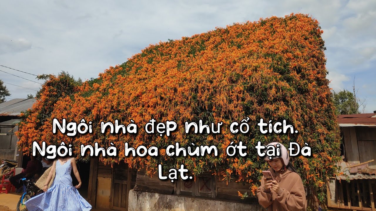Đường đến ngôi nhà phủ đầy hoa chùm ớt hoa xác pháo ở Bảo Lộc Đà Lạt - Ngôi nhà hoa đẹp như cổ tích.