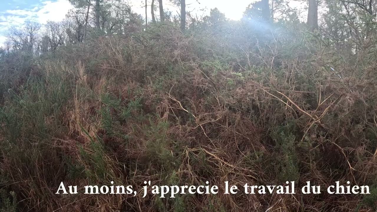 Becasse Landes du 23  janvier2026 avec Oscar