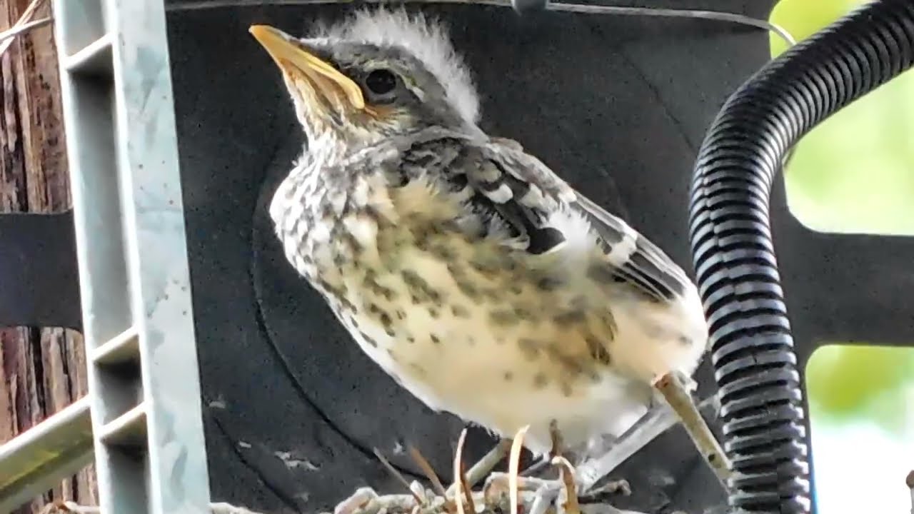 Mockingbird Fledgling baby birds' final day in the nest before leaving.