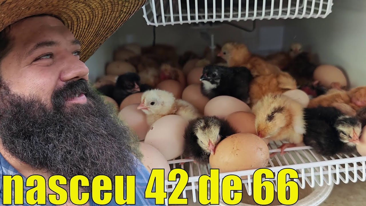 nasceu 42 pintainhos da chocadeira