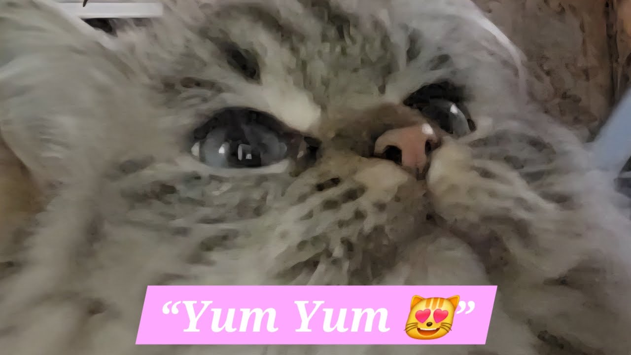 Snack Time Fun with My Cat! 🐱