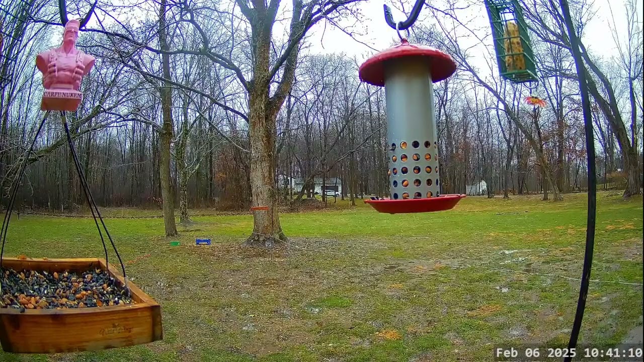 Winter Bird, Deer & Critter Cam